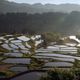 Illustration for article titled This Gorgeous Stained Glass Landscape Is Actually a Rice Field